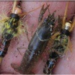 Umpqua Flies "Stonedaddy" & Crawfish