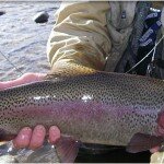 Truckee River-Calvada Fly Fishing