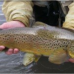 Truckee River - Calvada Fly Fishing